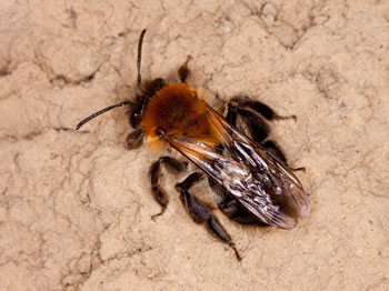 Andrena nitida