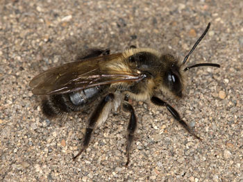 Andrena scotica