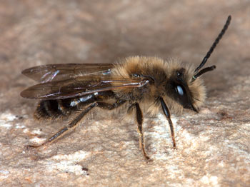 Andrena scotica