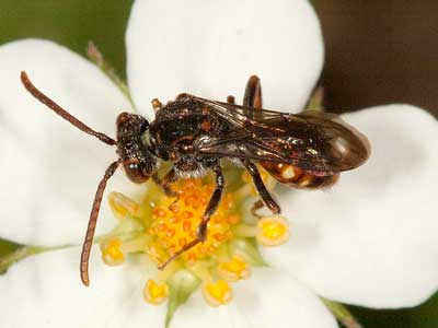 Nomada flavoguttata