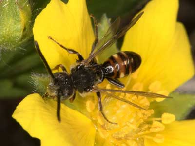 Nomada flavoguttata
