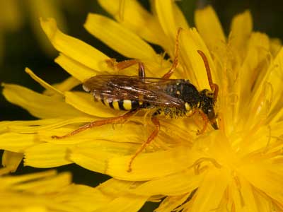 Nomada goodeniana