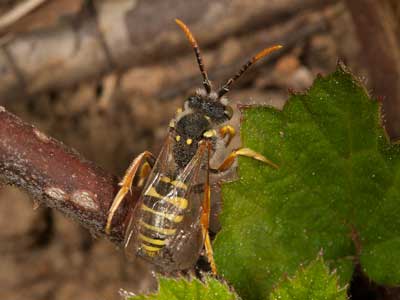 Nomada goodeniana