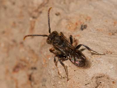 Nomada kohli