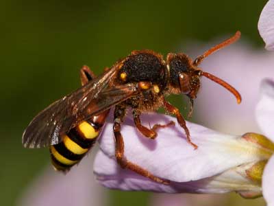 Nomada lathburiana