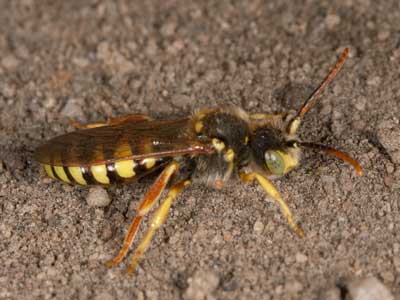 Nomada lathburiana