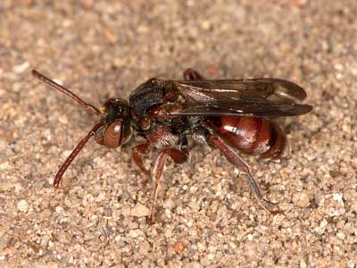 Nomada pleurosticta