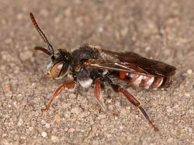 Nomada pleurosticta