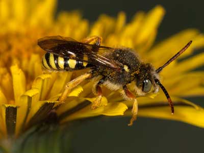 Nomada sexfasciata