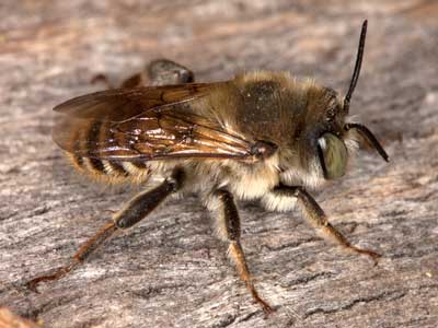Lithurgus  chrysurus