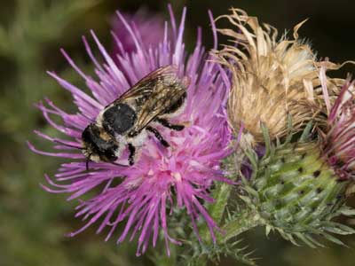 Lithurgus cornutus
