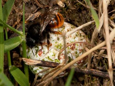 Osmia bicolor
