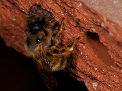 Osmia bicornis
