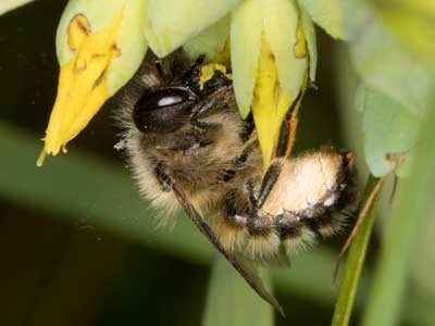 Osmia cerinthidis