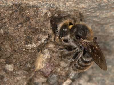 Osmia lepeletieri