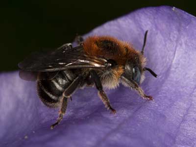 Osmia mitis