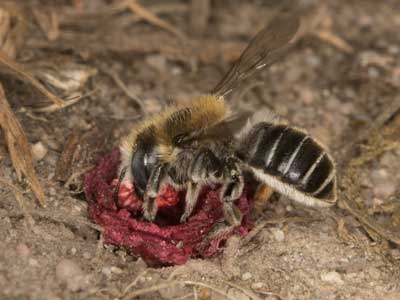 Osmia papaveris