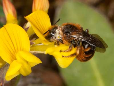Osmia rufohirta