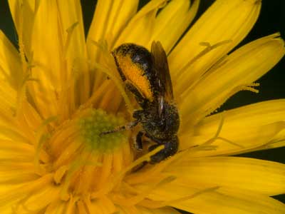 Osmia spinulosa