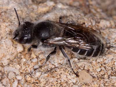 Osmia anthocopoides