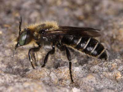 Osmia anthocopoides