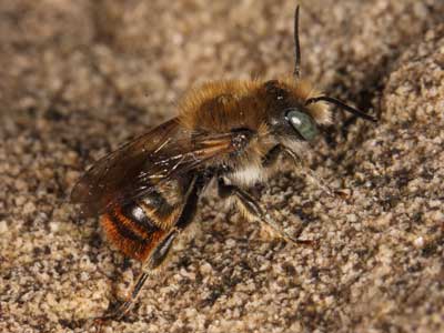 Osmia aurulenta