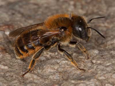Osmia aurulenta