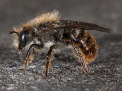 Osmia bicolor