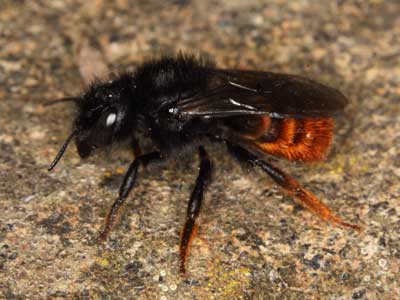 Osmia bicolor