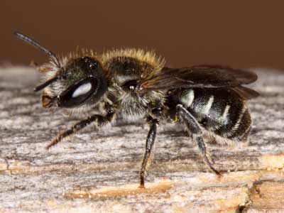 Osmia gallarum