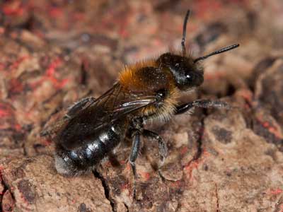 Osmia parietina