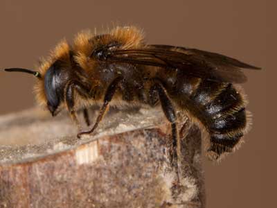 Osmia tridentata