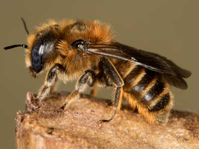 Osmia tridentata