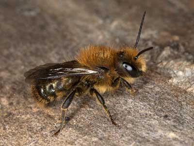 Osmia parietina