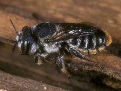 Lithurgus chrysurus